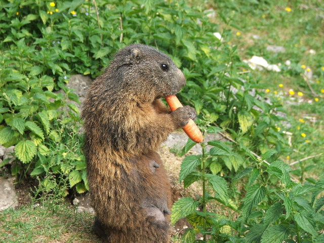 Marmotta