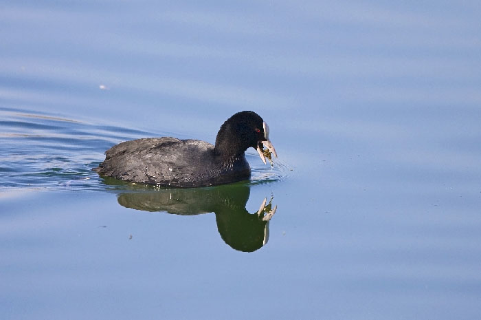 Moretta..... a pranzo