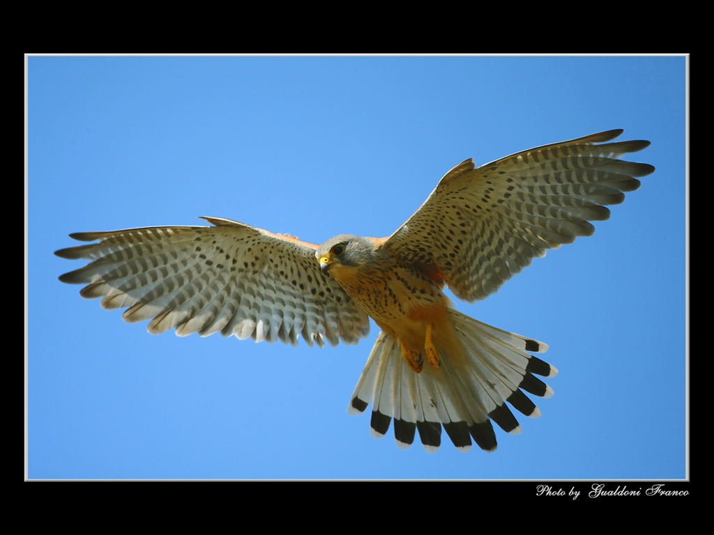 Spirito Santo-Gheppio