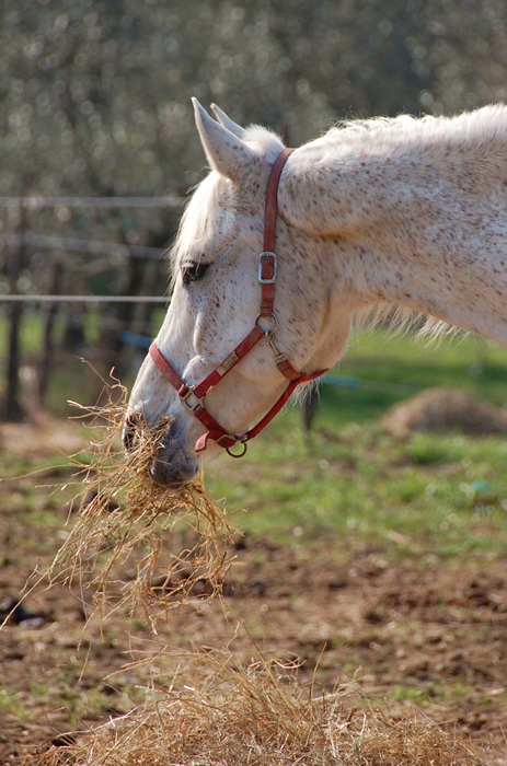 Colazione in Natura