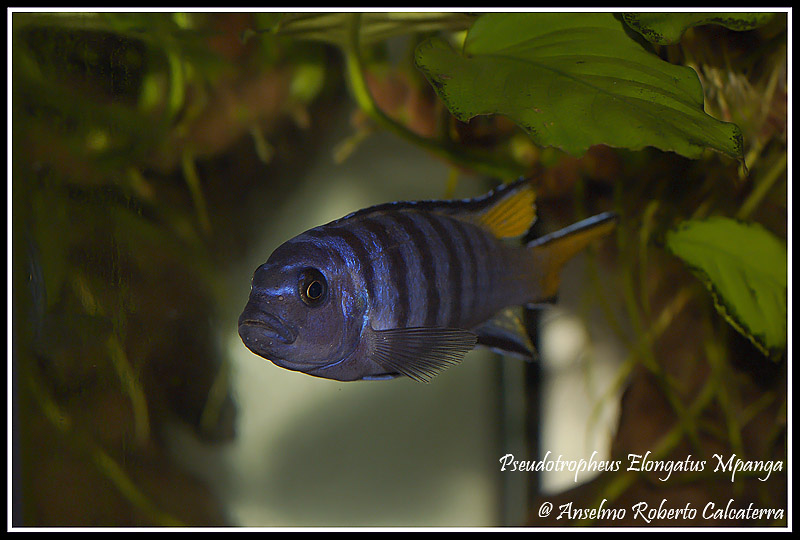 Pseudotropheus Elongatus Mpanga