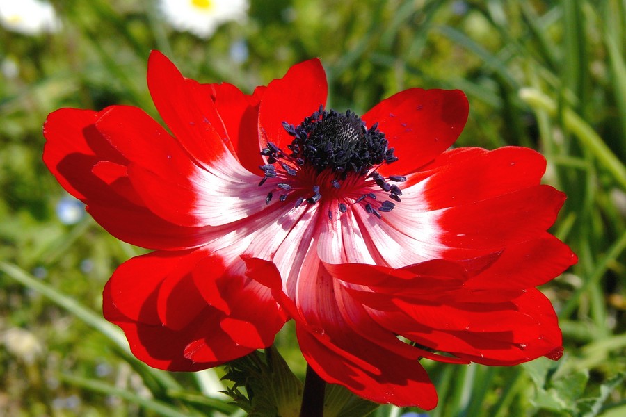 Anemone rosso