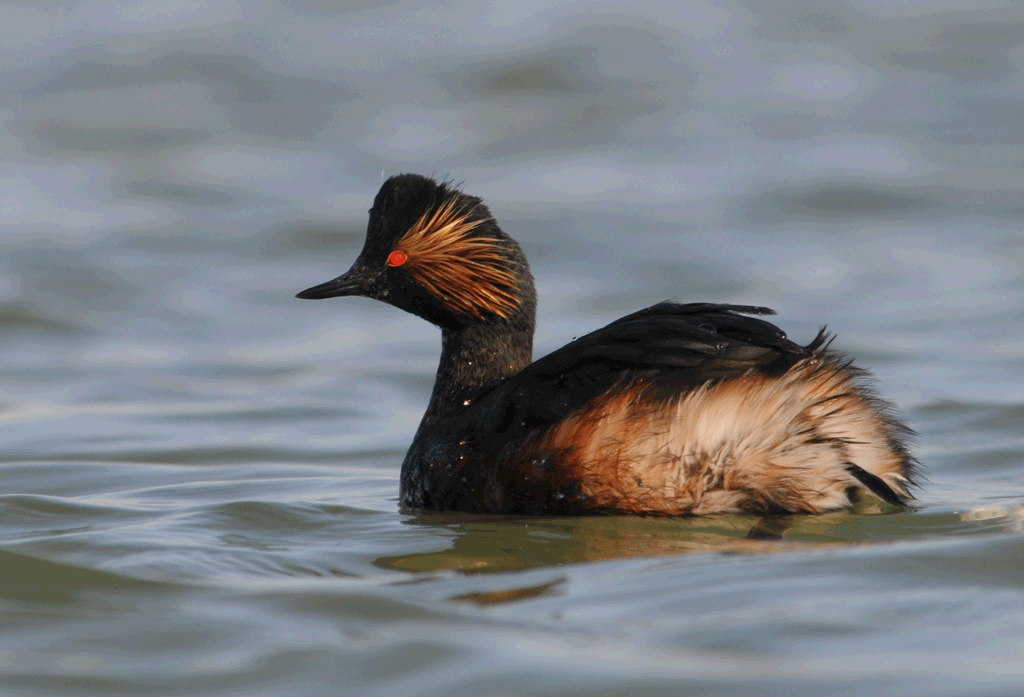 svasso piccolo,parata nunziale