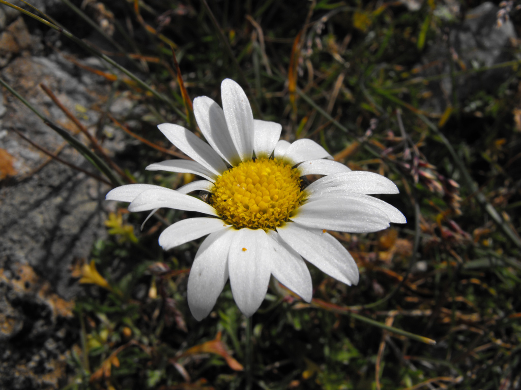margherita on the alps...