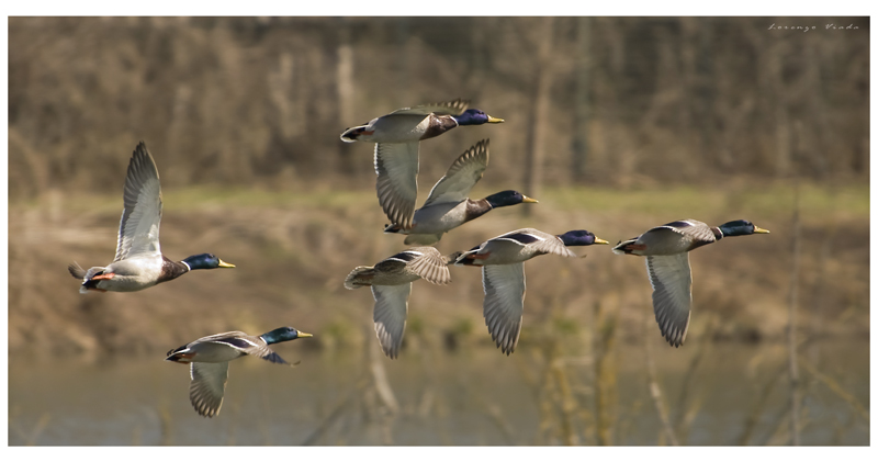 OASI|La Madonnina|Anatre