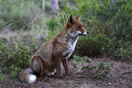 Volpe - Parco dell'ucccellina