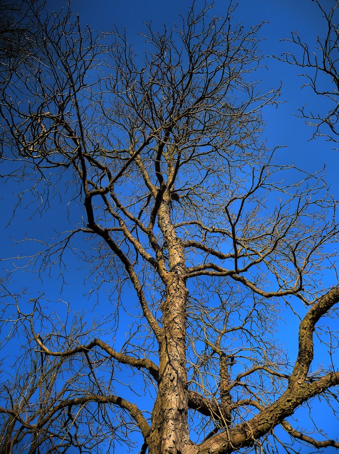 la primavera si fa attendere