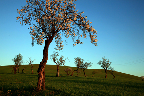 mandorlo in fiore