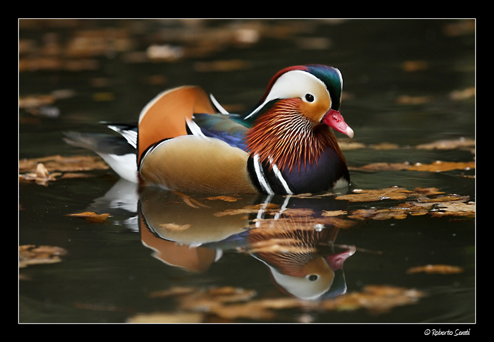 Mandarina in autunno
