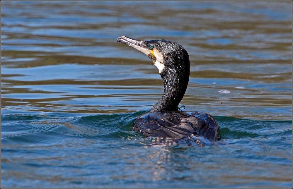 cormorano