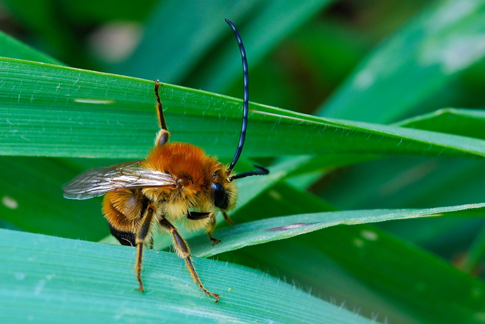 Tenacemente aggrappata