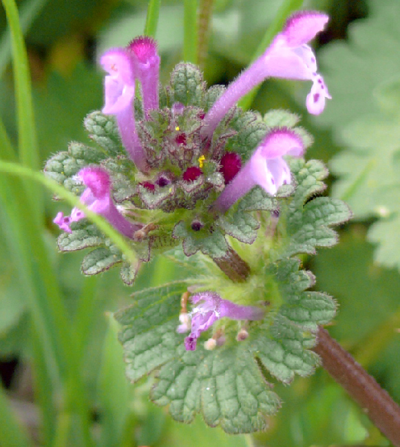 sono  piccolo e solo