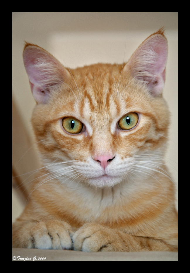 Il mio felino domestico