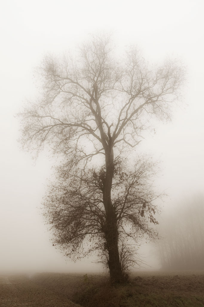 albero solitario in un clima autunnale