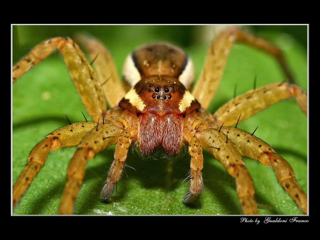 Spider portrait
