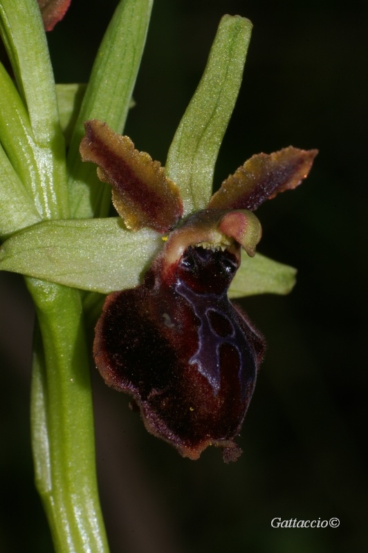 Ophrys Sphegodes