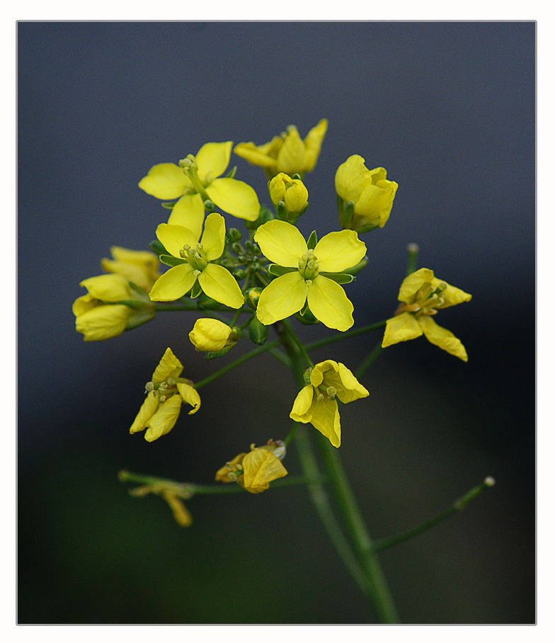 Fiorellini gialli di (qualiceddi )