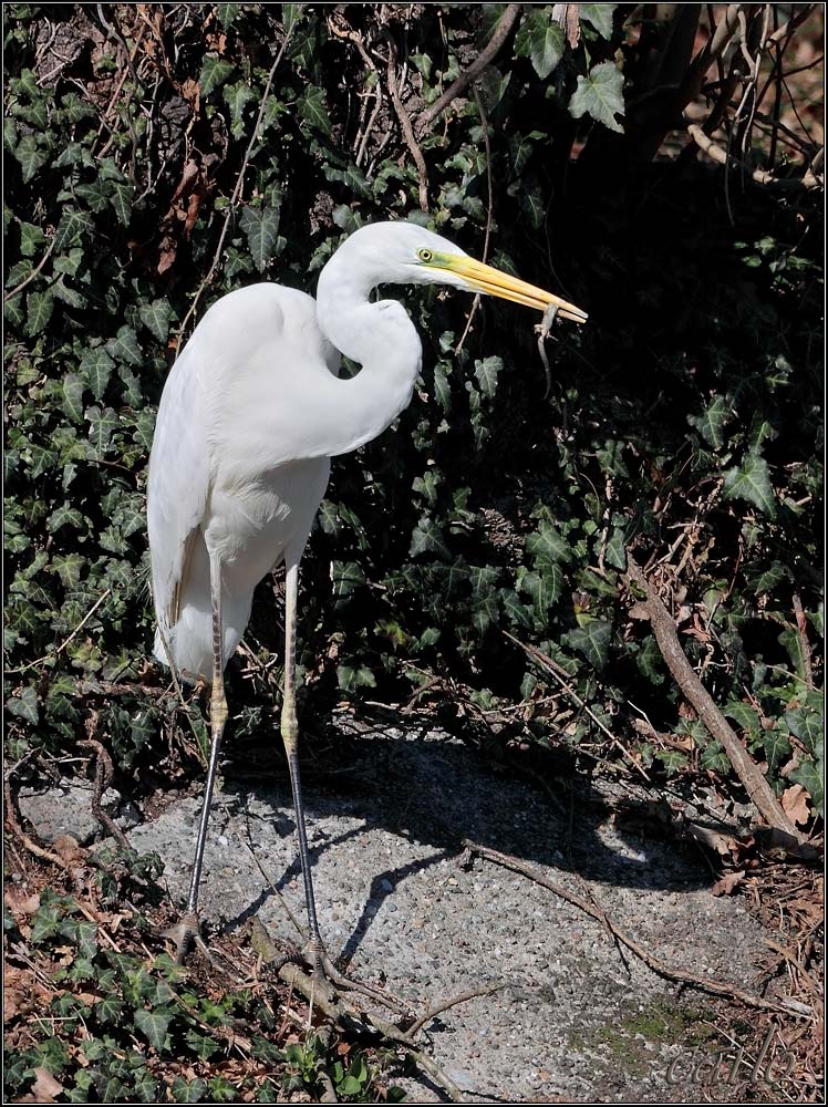 airone bianco con antipasto