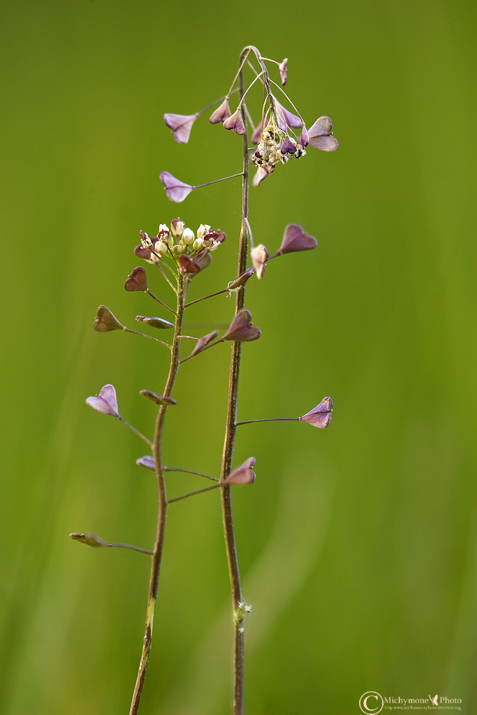 Piantina di cuori....