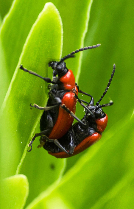coppia...di coleotteri