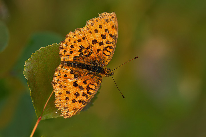 Nympalidae nella luce serale