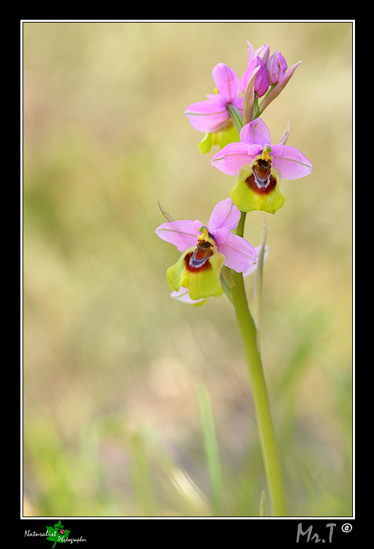 Ophrys tenthredinifera