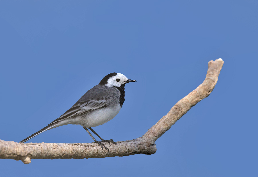 Ballerina bianca  (Motacilla alba