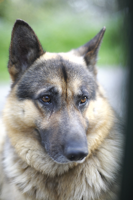 Test Zeiss Planar T* 1.4/50mm ZE X Canon