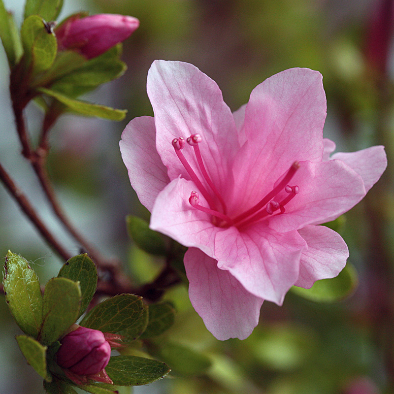 il primo a sbocciare