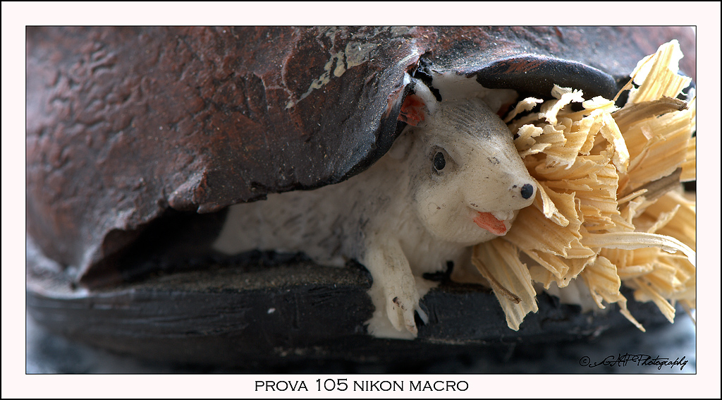 Prova nikon 105 micro