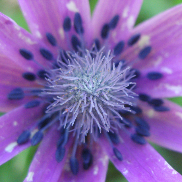 Al centro di un fiore