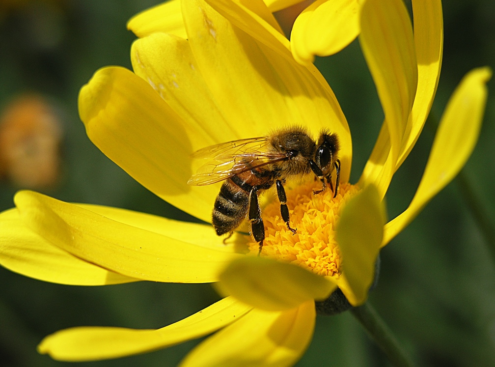 Pettinatura a spazzola