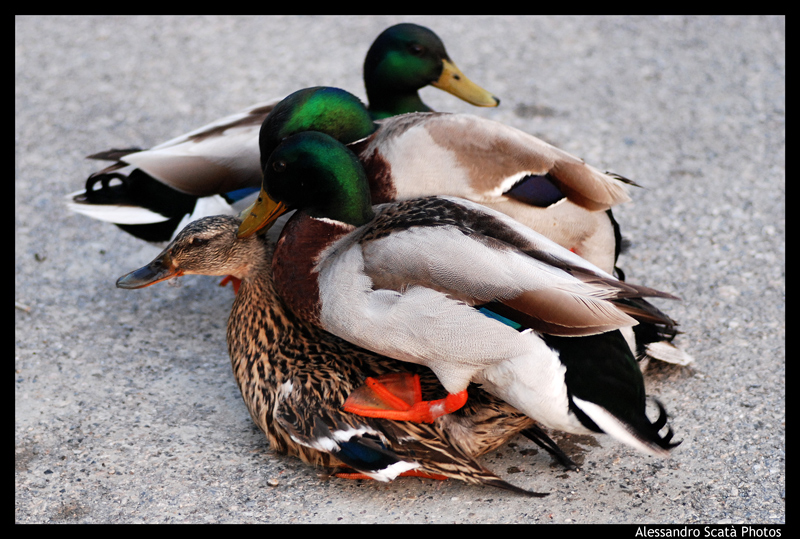 In tre ci si sta.... stringendosi un po'