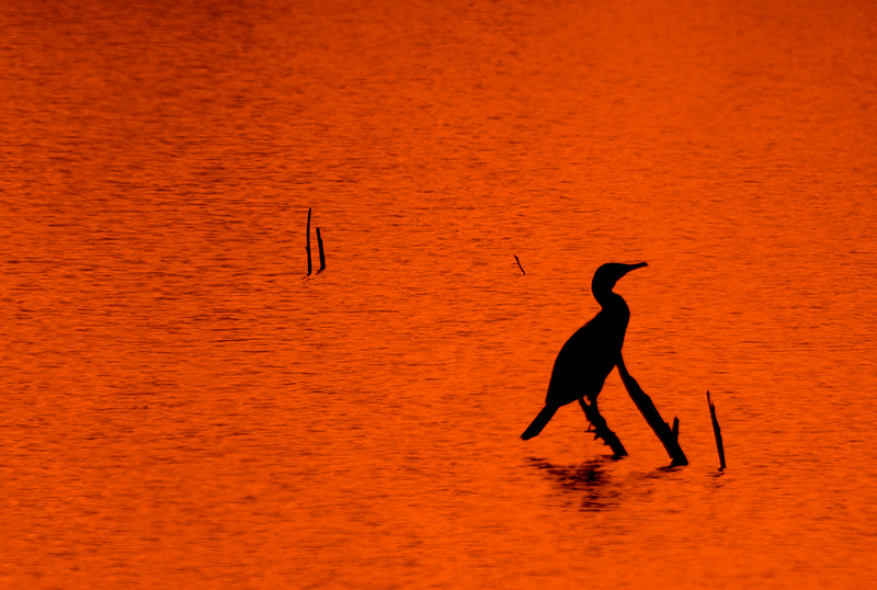 Silhouette cormorano