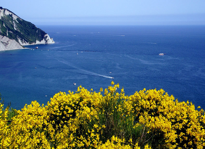 Le ginestre del Conero