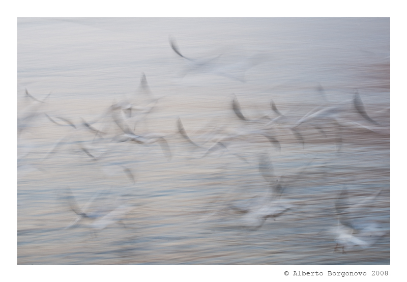 Le Anime Dei Gabbiani