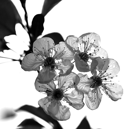 ...la mia fragile primavera