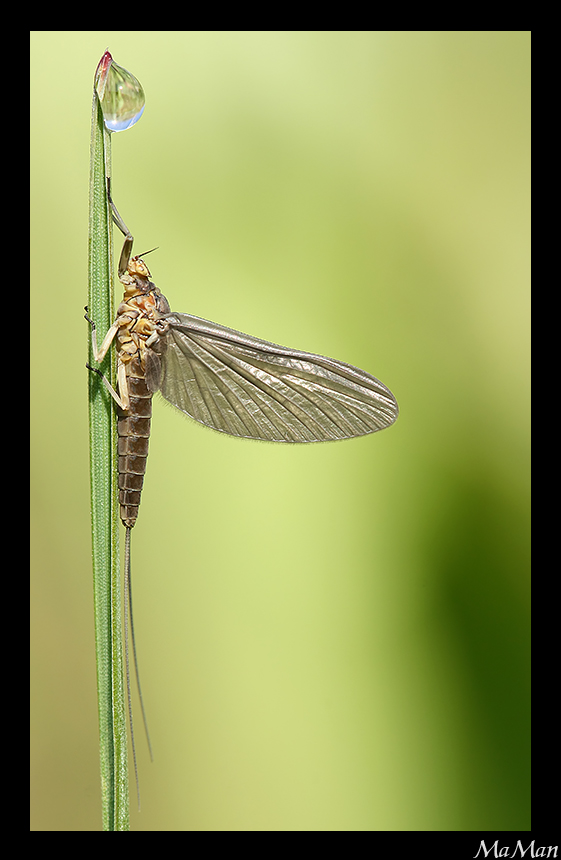 Siphlonurus Lacustris