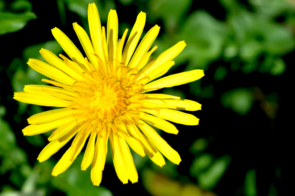 Un altro piccolo sole