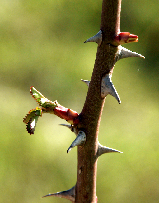 dalle spine..la vita