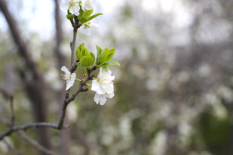 Test Zeiss Planar T* 1.4/50mm ZE X Canon