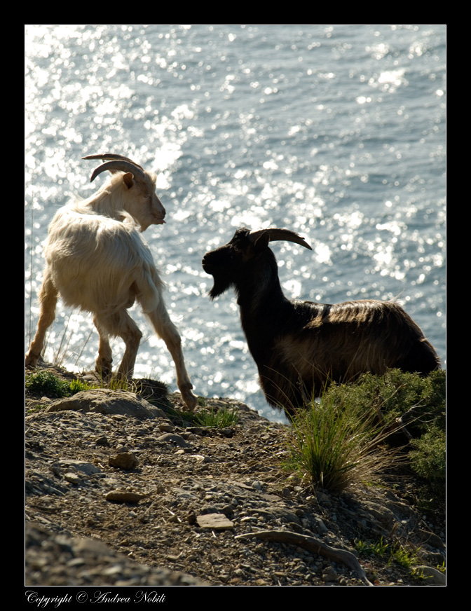 Caprette su scogliera