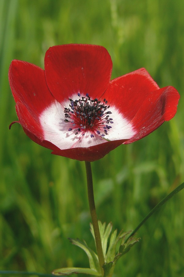 Anemone rosso II