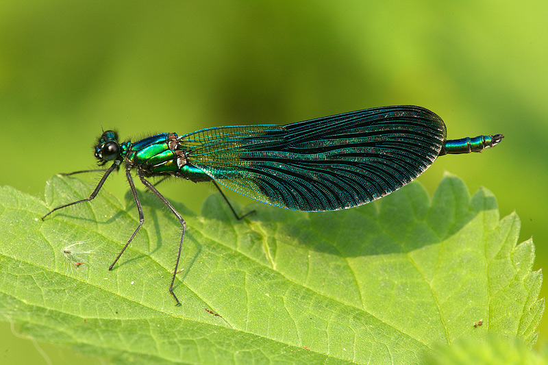 Calopteryx splendes