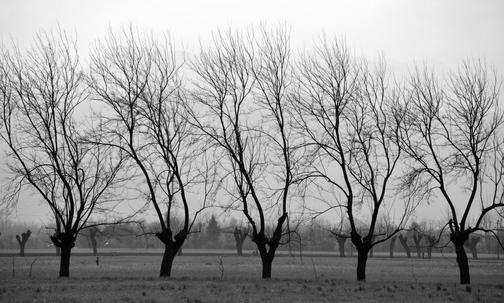 alberi in campagna