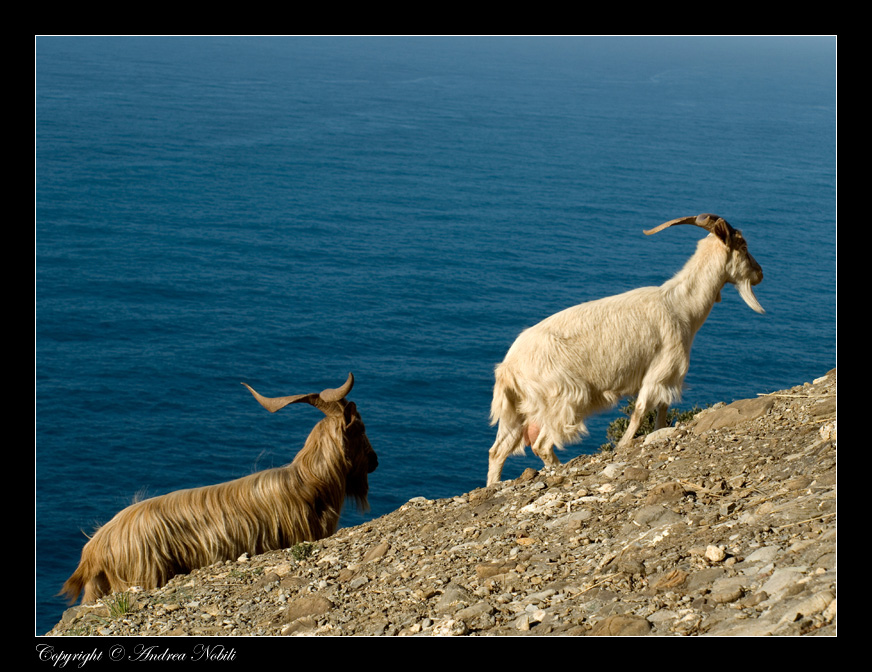 STOP RACISM...white or black...goats are always ...