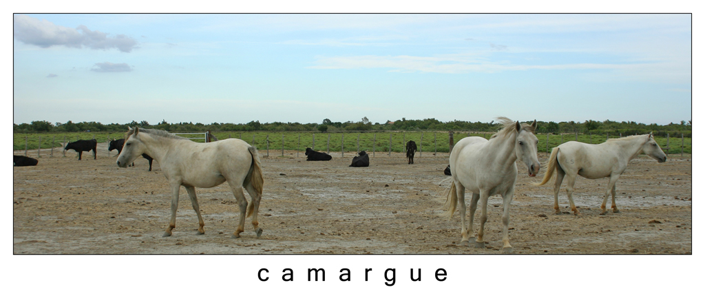 Classico in camargue