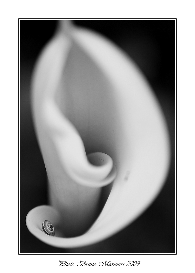 L'ospite inaspettato