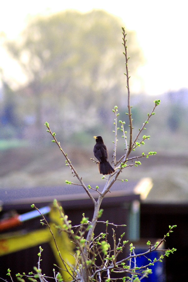 Ehi, tu! ma che merlo sei?...