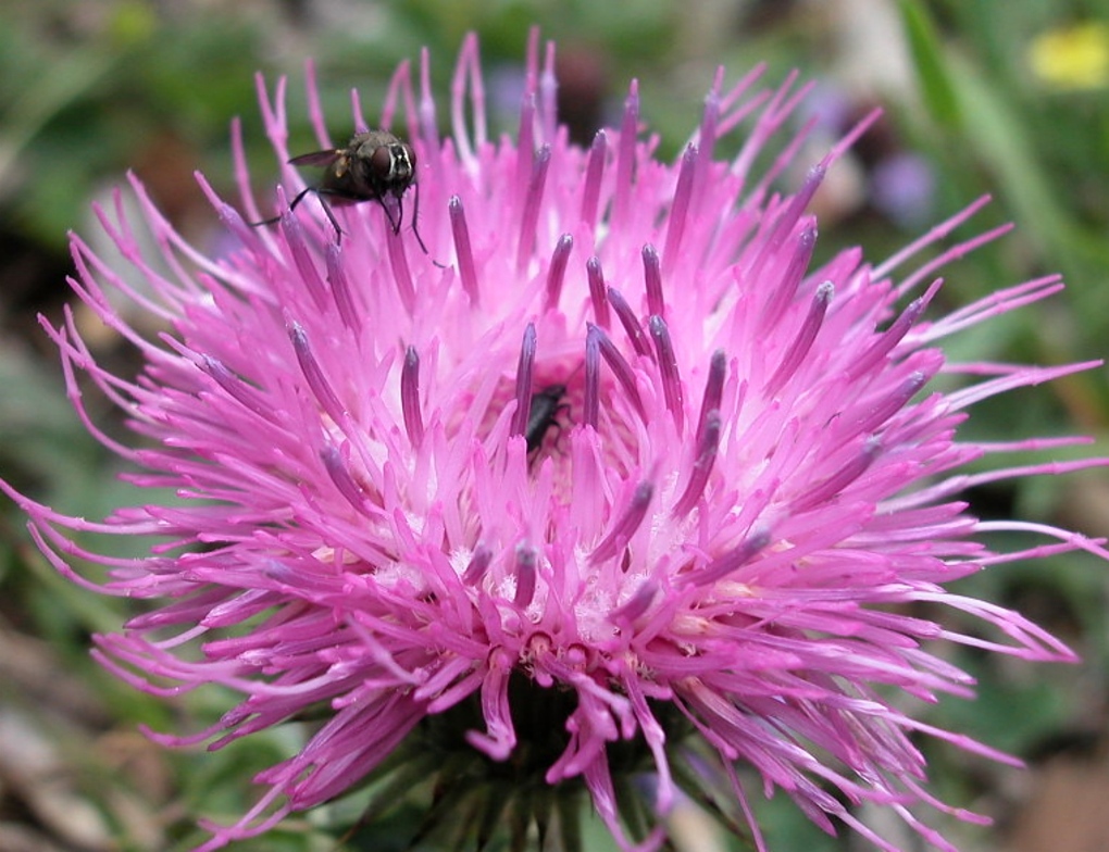 fiore in val di Vizze